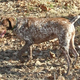 Illustration for article titled R.I.P. Laney, The Dog Who Inspired the Militarys Robot Pooches